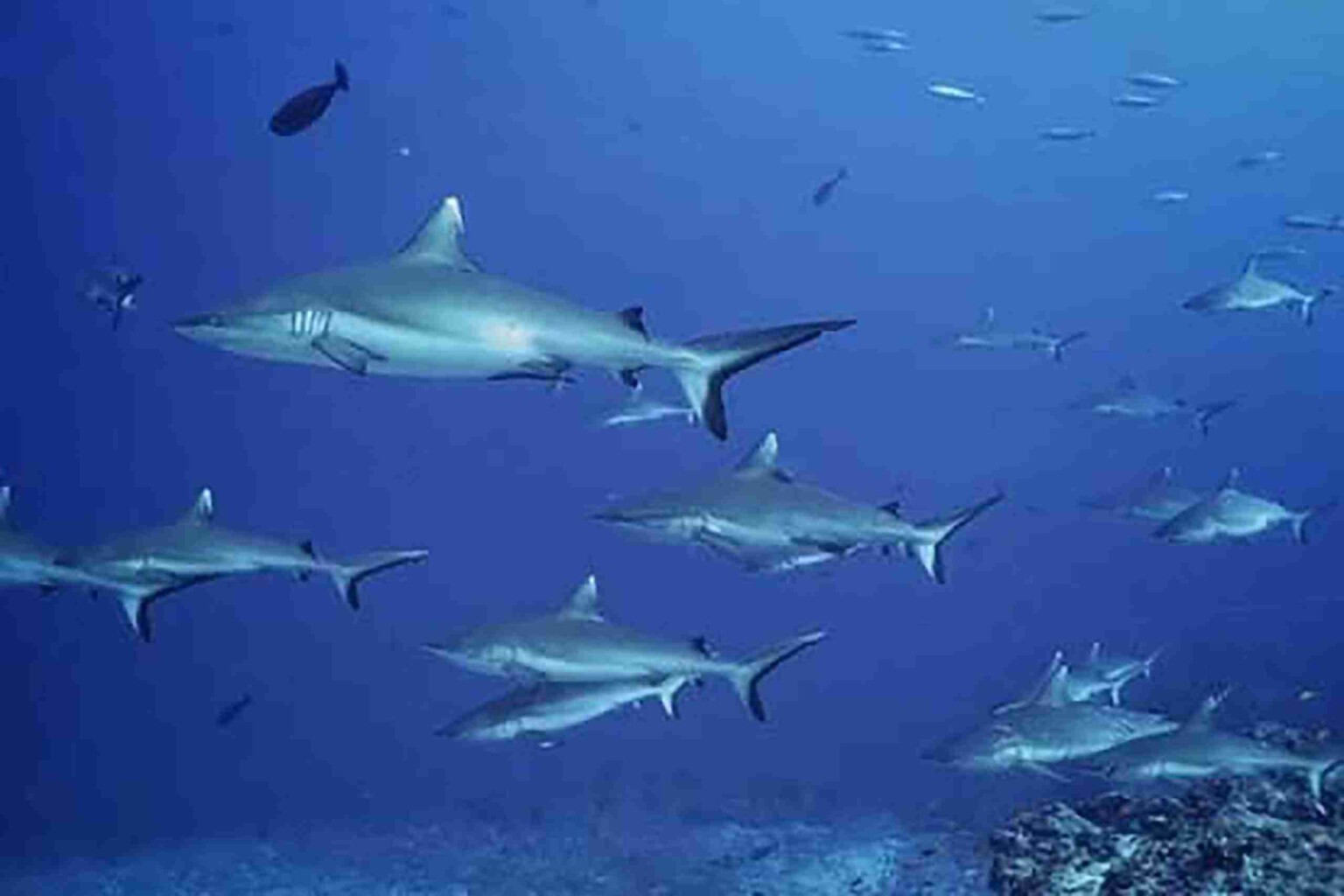 divesite_Maafushi_玩轉馬爾地夫42