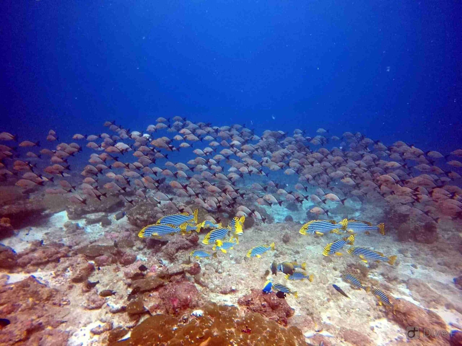 divesite_Maafushi_玩轉馬爾地夫43
