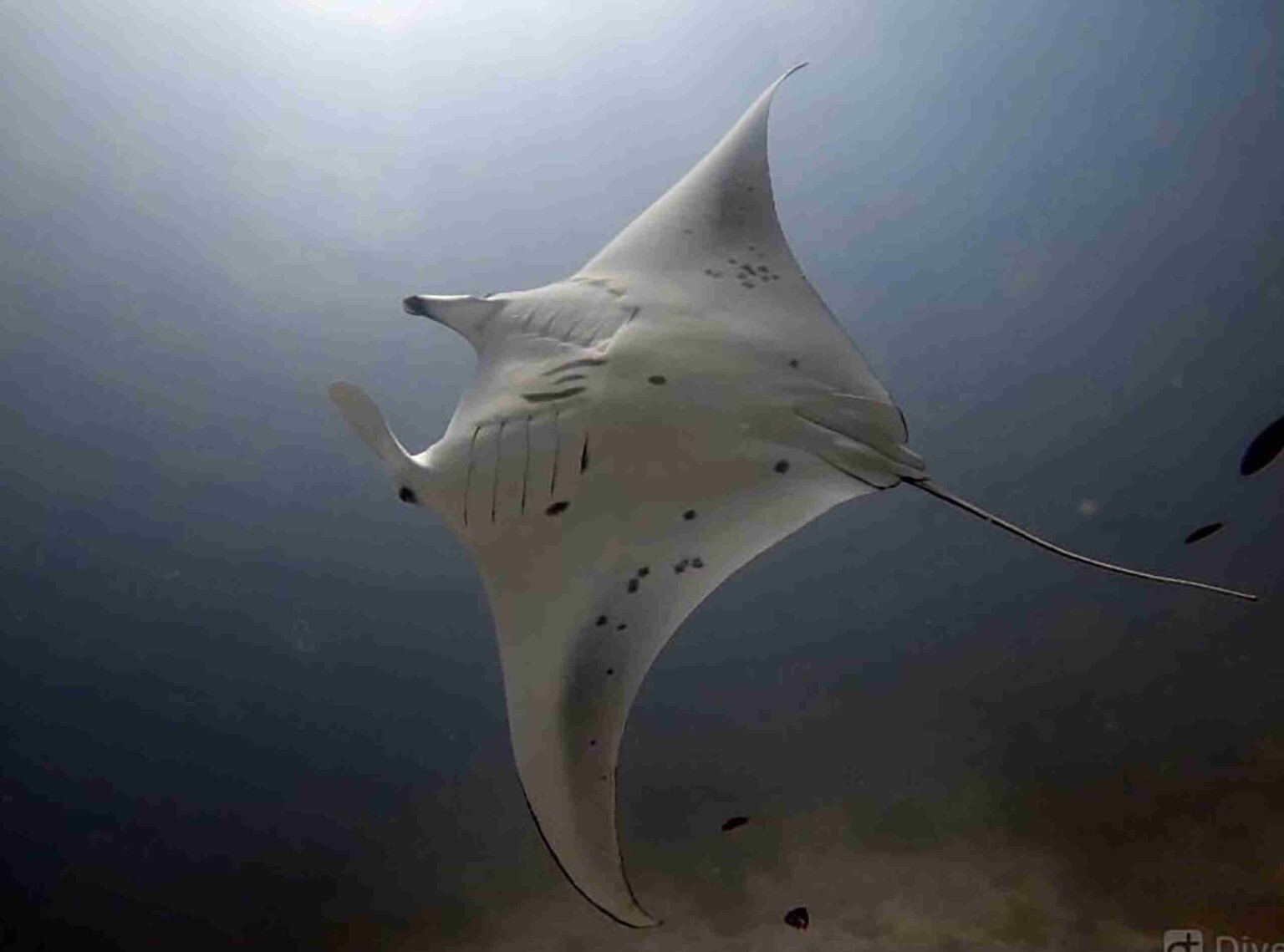 divesite_Maafushi_玩轉馬爾地夫44
