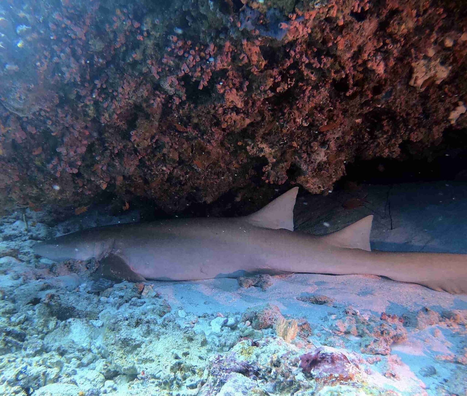 divesite_Maafushi_玩轉馬爾地夫46