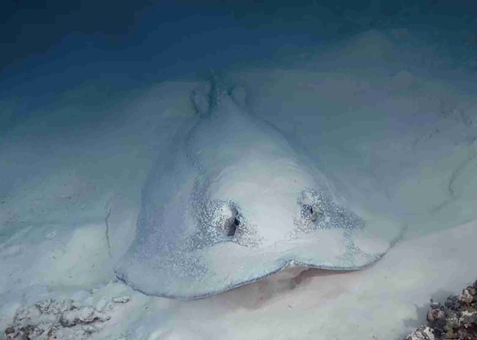 divesite_Maafushi_玩轉馬爾地夫47