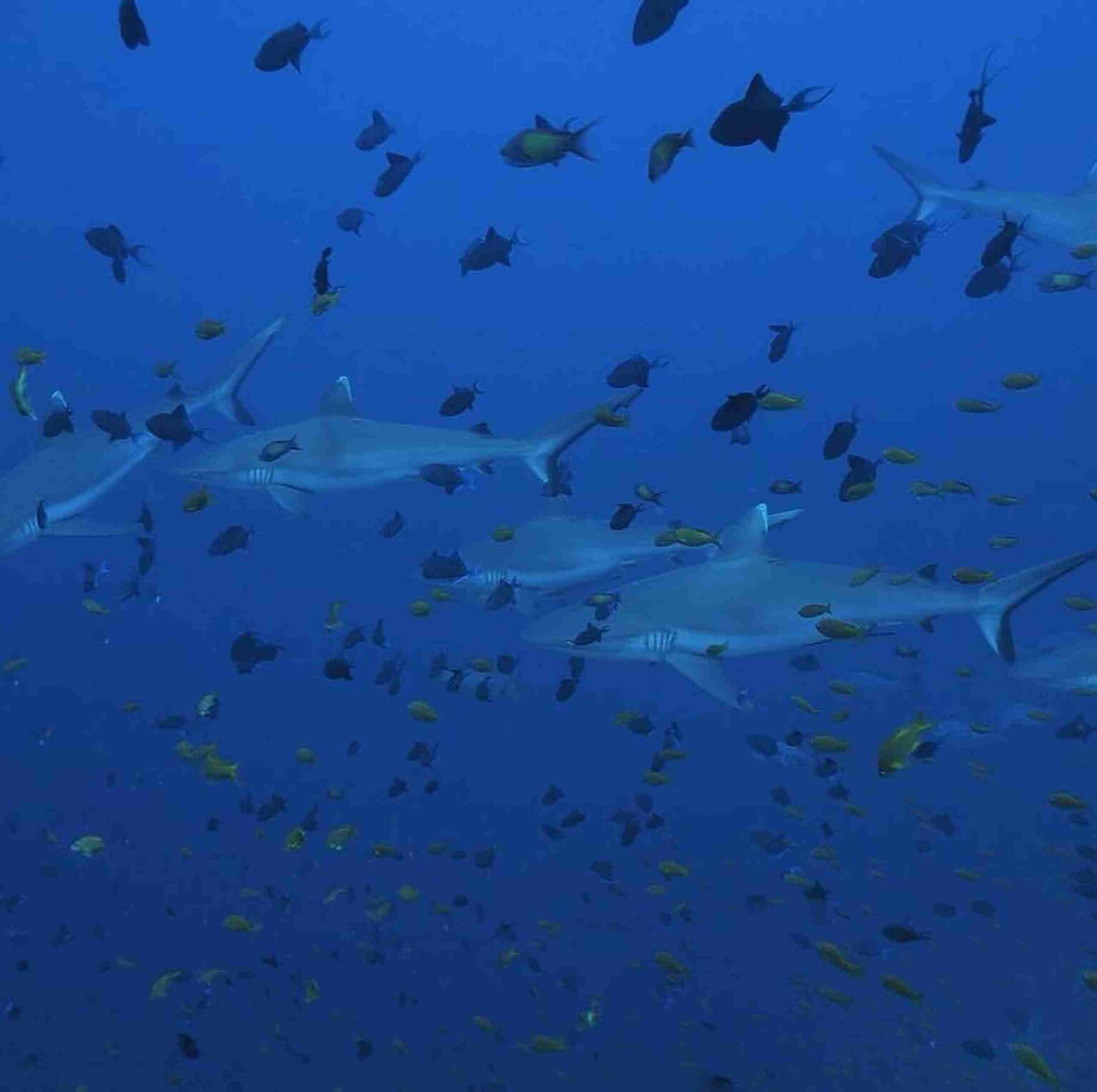 divesite_Maafushi_玩轉馬爾地夫48