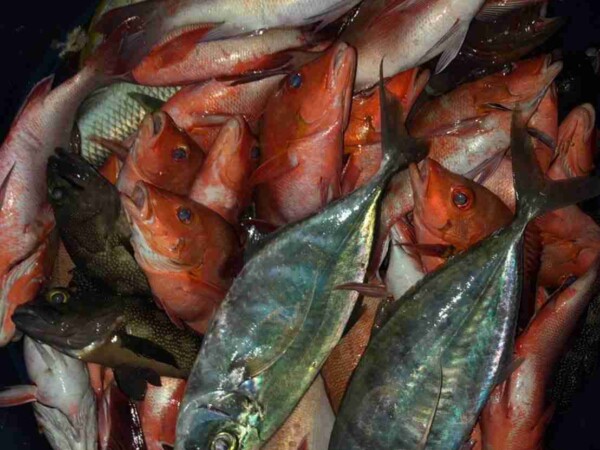 night-fishing-Maafushi-玩轉馬爾地夫4