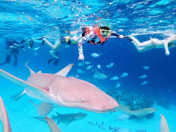 nightsnorkeling-withshark_Thinadhoo_玩轉馬爾地夫2