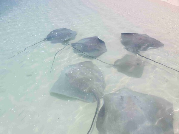 shark-bay-Maafushi-玩轉馬爾地夫1