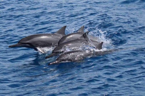 shark-bay-Maafushi-玩轉馬爾地夫18