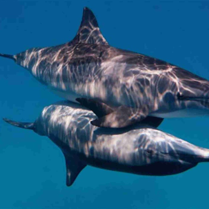 shark-bay-Maafushi-玩轉馬爾地夫19