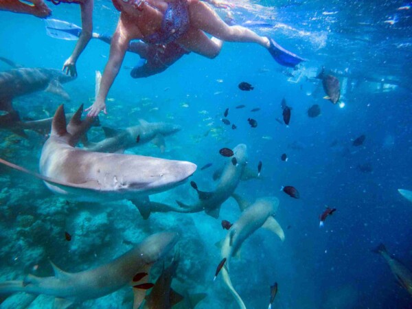 shark-bay-Maafushi-玩轉馬爾地夫3