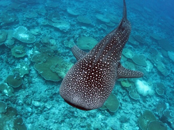 whaleshark