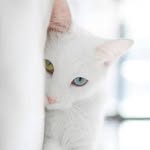 宮本彩菜 有名人インスタランキング