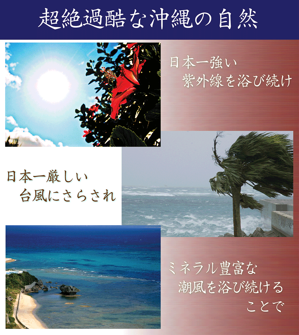 沖縄腸活酵素【60粒30日分】 酵素サプリメント 送料無料 生酵素 konbucha コンブチャ 麹 乳酸菌 えごま油 亜麻仁油 アマニ油ット酵素  ダイエット こうじ 酵素サプリメント | シェア買いならシェアモル（旧ショッピン）