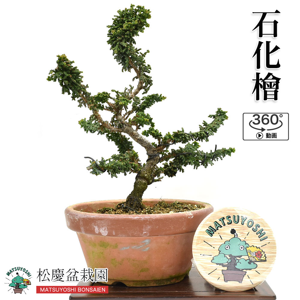 盆栽 ミニ盆栽 【石化檜】（ひのき） 小品盆栽 石化桧  bonsai 数量販売706674