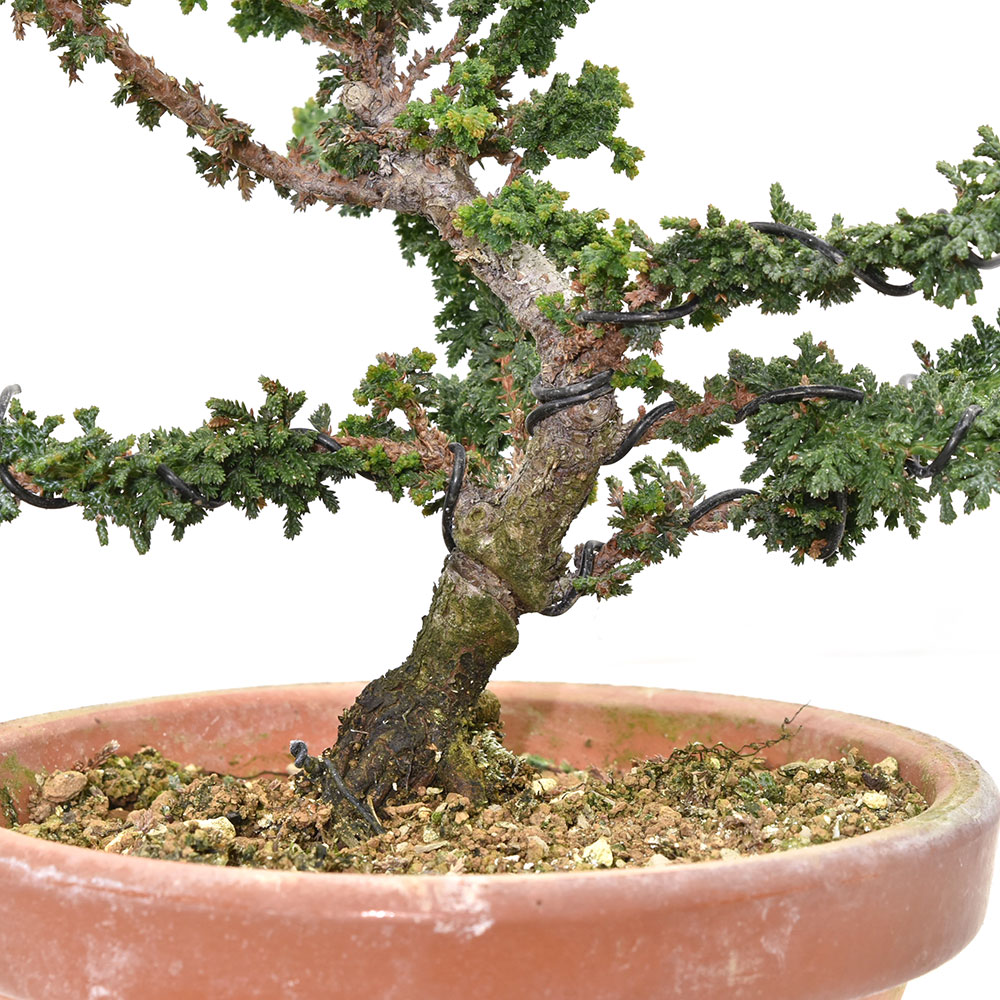 盆栽 ミニ盆栽 【石化檜】（ひのき） 小品盆栽 石化桧 bonsai 数量販売 
