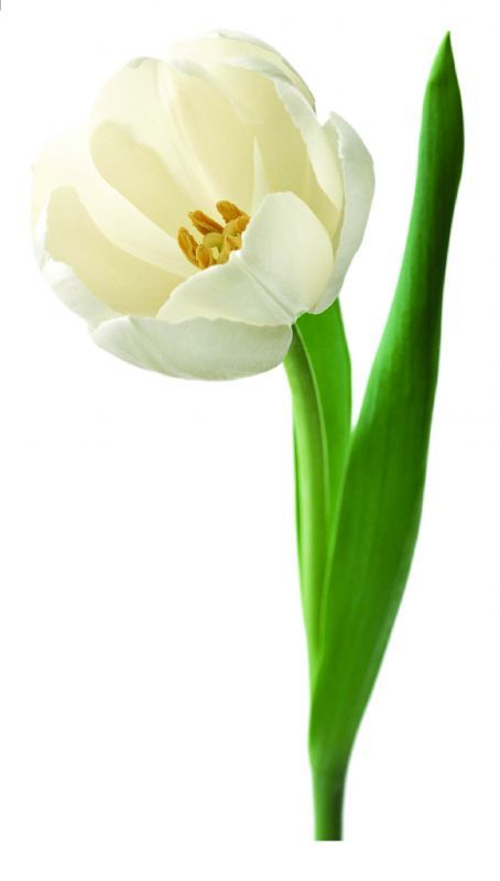 ウォールステッカー 白いチューリップ 50×70cm 壁紙 シール 賃貸OK はがせる 剥がせる DIY 模様替え インテリア 花 ホワイトチューリップ tulip フラワー シンプル バレンタイン824292