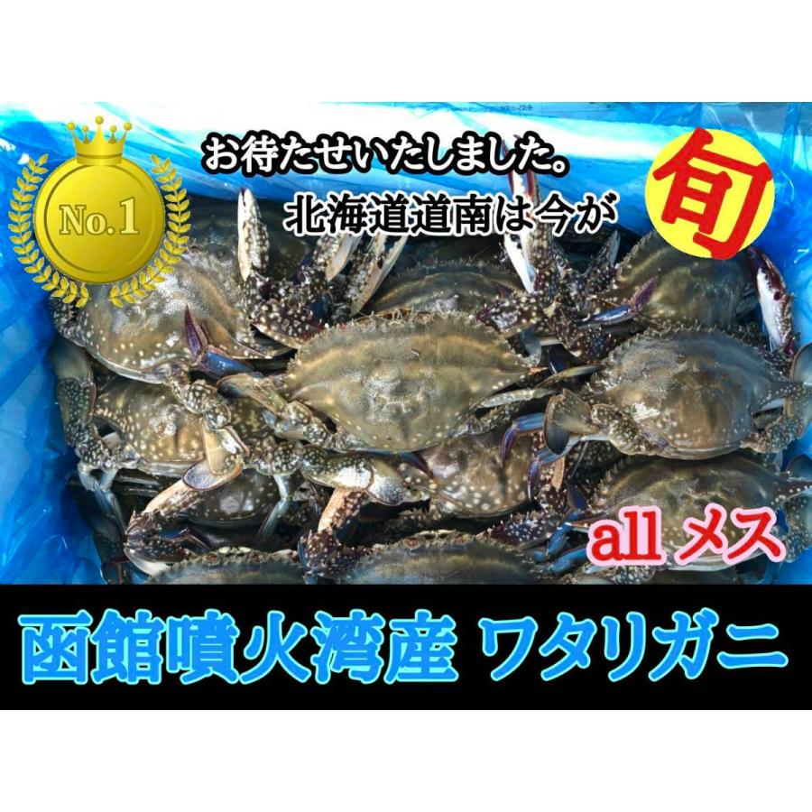 魚介函館噴火湾ワタリガニ×10【メス】 - www.pagueseprimeiro.com.br