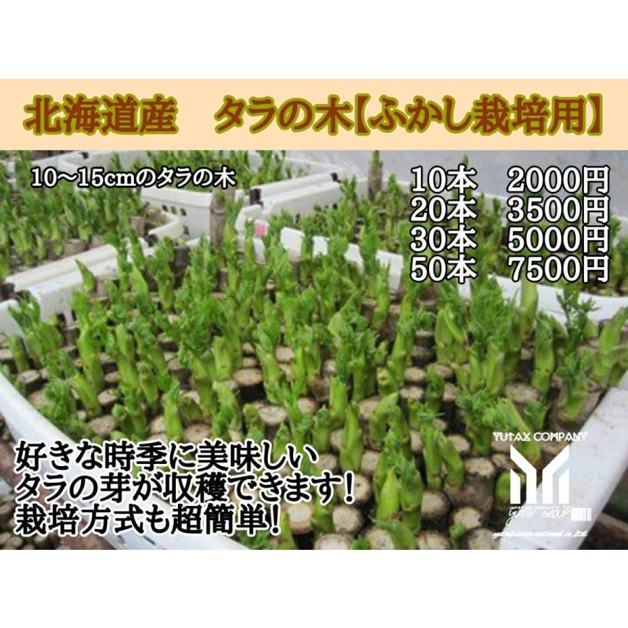 北海道産　タラの木　ふかし栽培用　20本946859
