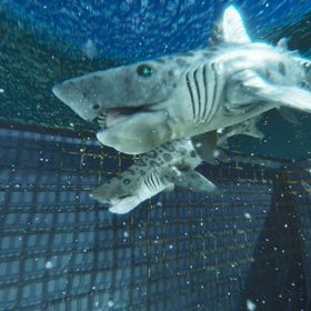 公式pve 新生物ヘリコプリオン 制作スキル56p | ARK Survival Evolvedのアカウントデータ、RMTの販売・買取一覧