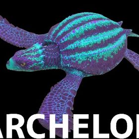 RARE SUPPORT アーケロン | ARK Survival Evolvedのアカウントデータ、RMTの販売・買取一覧