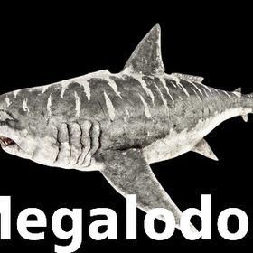 RARE SUPPORT メガロドン | ARK Survival Evolvedのアカウントデータ、RMTの販売・買取一覧