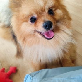 3億コイン🌸 | ゴールデンホイヤーのアカウントデータ、RMTの販売・買取一覧