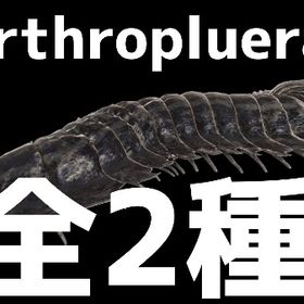 RARE SUPPORT アースロプレウラ全2種11/19更新 | ARK Survival Evolvedのアカウントデータ、RMTの販売・買取一覧