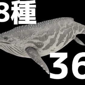 RARE SUPPORT シャスタサウルス全8種11/20更新 | ARK Survival Evolvedのアカウントデータ、RMTの販売・買取一覧