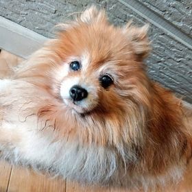 5億コイン🌸 | ゴールデンホイヤーのアカウントデータ、RMTの販売・買取一覧