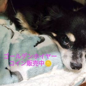 🉐50億コイン🌸 | ゴールデンホイヤーのアカウントデータ、RMTの販売・買取一覧