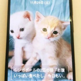 Xiaomi Mi 11 Lite 5G 本体