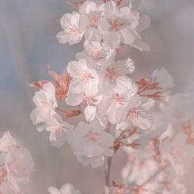 ダブリス単品販売 | ピグパ(ピグパーティ)のアカウントデータ、RMTの販売・買取一覧