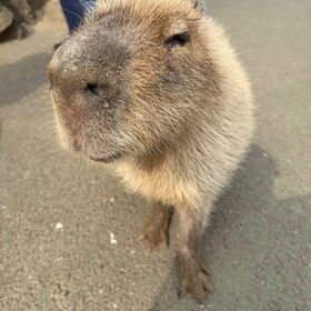 代行実績のため最初は安価 | eFootball 2025(イーフト)の代行、RMTの販売・買取一覧