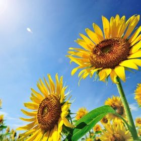 ガーデン対ブレインロット買取 | フォートナイト(Fortnite)のアカウントデータ、RMTの販売・買取一覧