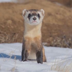 6万から5万のアヌビスアカウントを探しております。| Sky 星を紡ぐ子どもたちの代行、RMTの販売・買取一覧