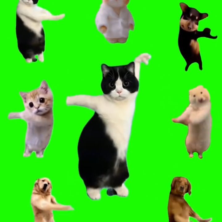 猫ミーム | xCatmeme | TikTokランキング | TiToRa 猫ミーム | xCatmeme | TikTokランキング | TiToRa