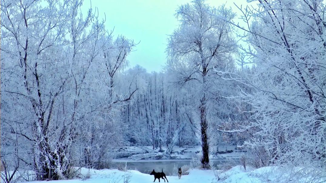 Playful Dogs During Winter Season