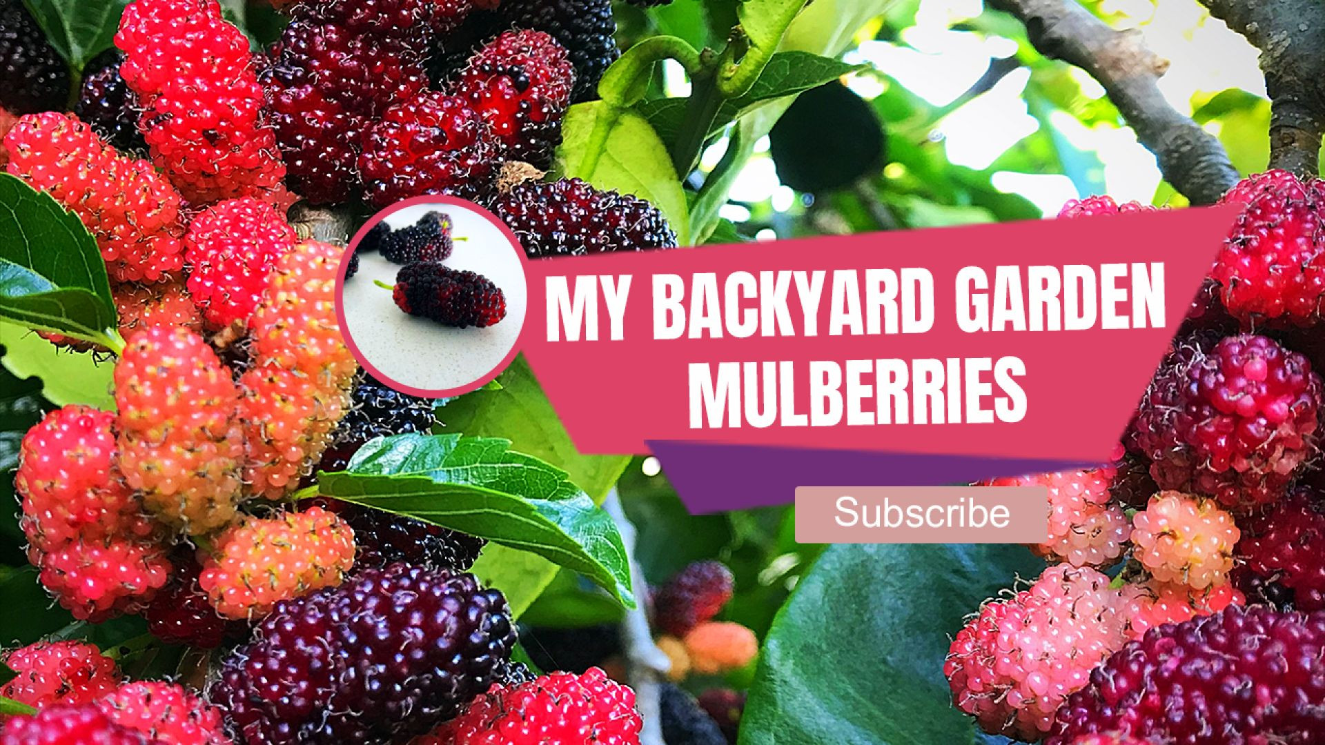 Mybackyard Mulberries