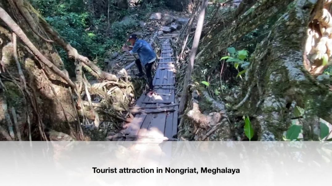 Double Decker Living Root Bridge - Meghalaya, North East India