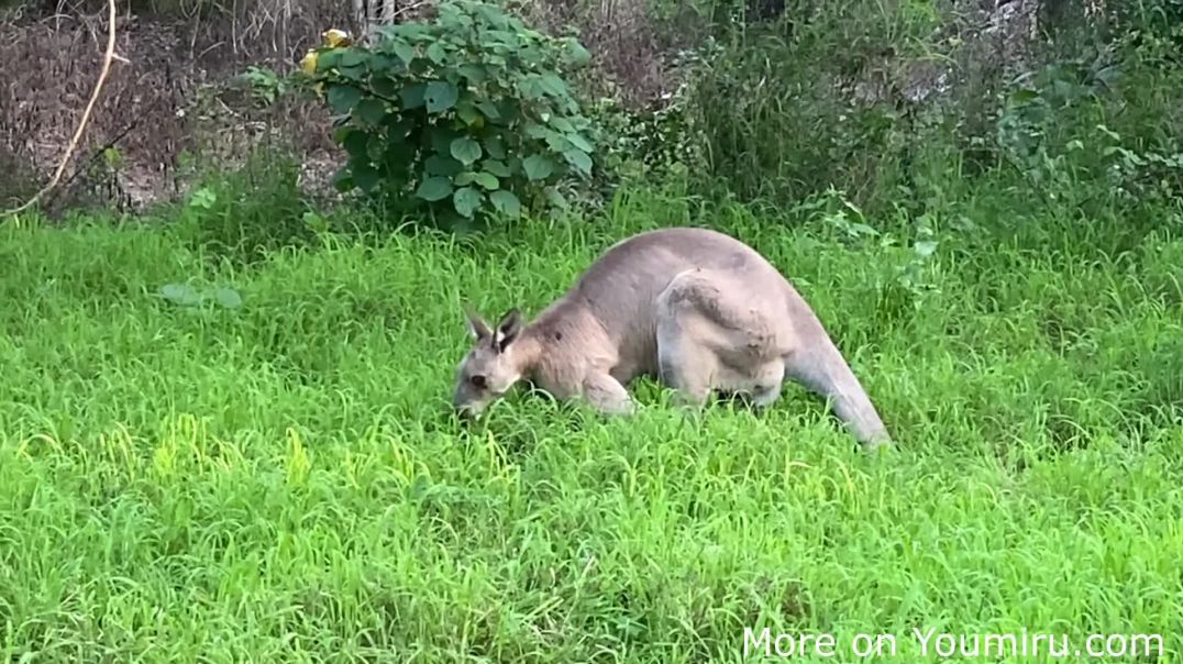 Bargara  Evening walk On Mon Repos Walking Track