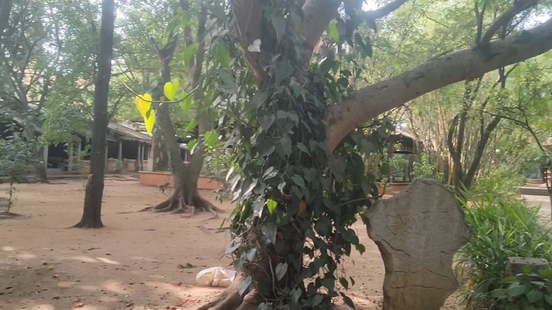 Shankara a cultural park banglore doddakallasandra 🏞️